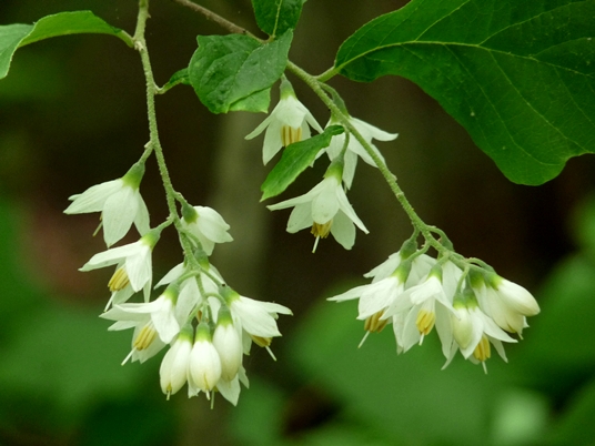 {Styrax grandifolius}